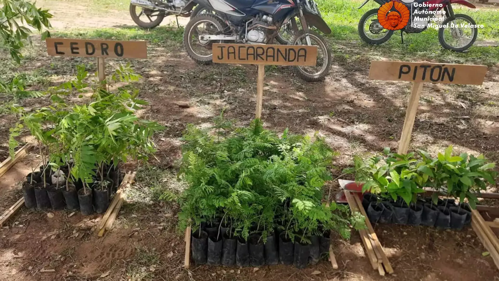 El Gobierno Autónomo Municipal de San Miguel de Velasco Inicia la Campaña de Arborización y Reforestación en el Municipio