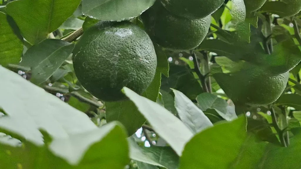 Promoviendo la Plantación de Limón Mandarina (Citrus Limonia)